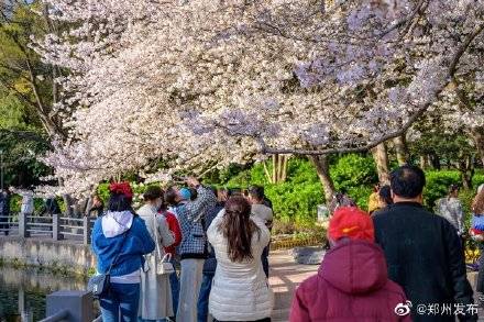 春日限定！郑州 这儿的樱花正美