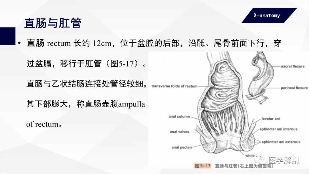 人体解剖学消化管大肠