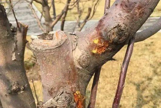 干货丨园林枝干病害防治技巧 发病