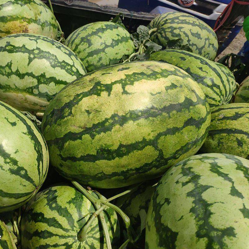 老品种值得信赖大果西瓜农户还得种它种植简单产量高