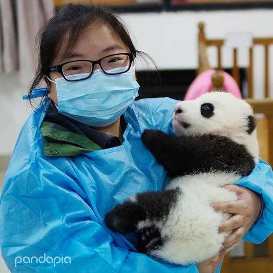 梅燕杨瑞麟"辣个女人"和"扫地僧"齐上阵,共同揭秘动物饲养员行业中