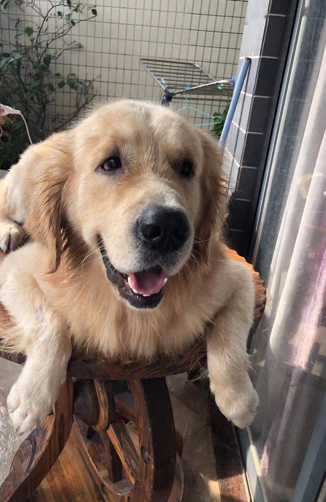 无偿领养帮五岁公金毛找新主人狗友群