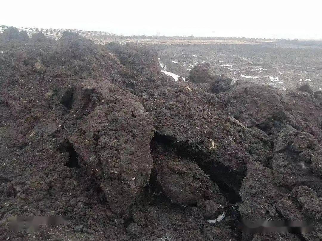 黑龙江五常市泥炭湿地资源遭采挖 绿会政研室高度关注