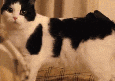 别的猫咪都在高傲优雅的时候只有它在犯二,它们反射弧极长,经常做出