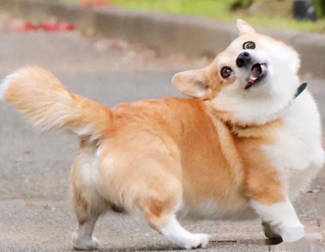 "纯种"柯基和"串串"柯基,谁更值得养?