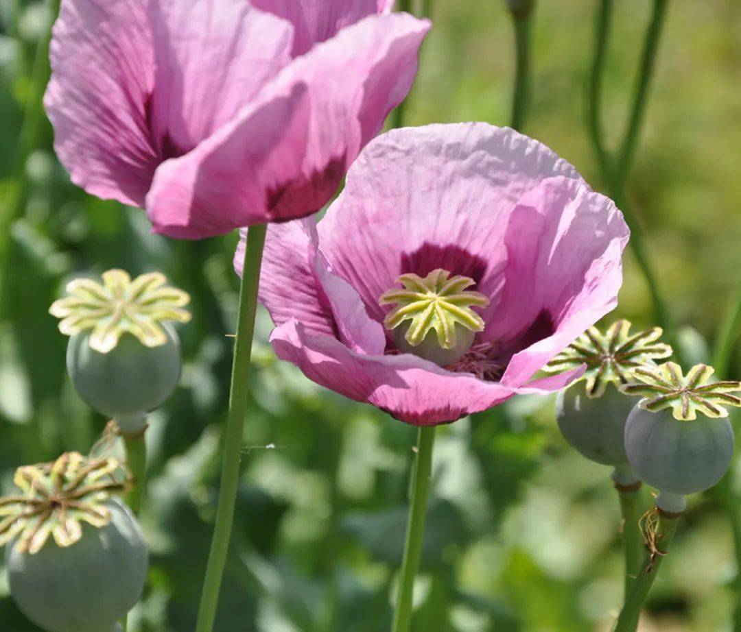 "邪恶之花"碰不得!教你辨别罂粟和虞美人,不要傻傻分不清!