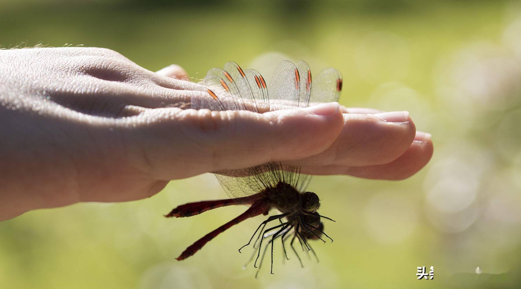 了,如果它想要掉头,也可以在一瞬之间给你来一个急转弯,所以捕捉蜻蜓