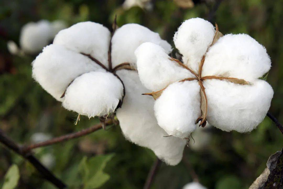 改变历史的神奇植物 棉花 种植