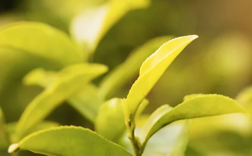 旺苍米仓山新茶上市黄茶每斤卖到8800元