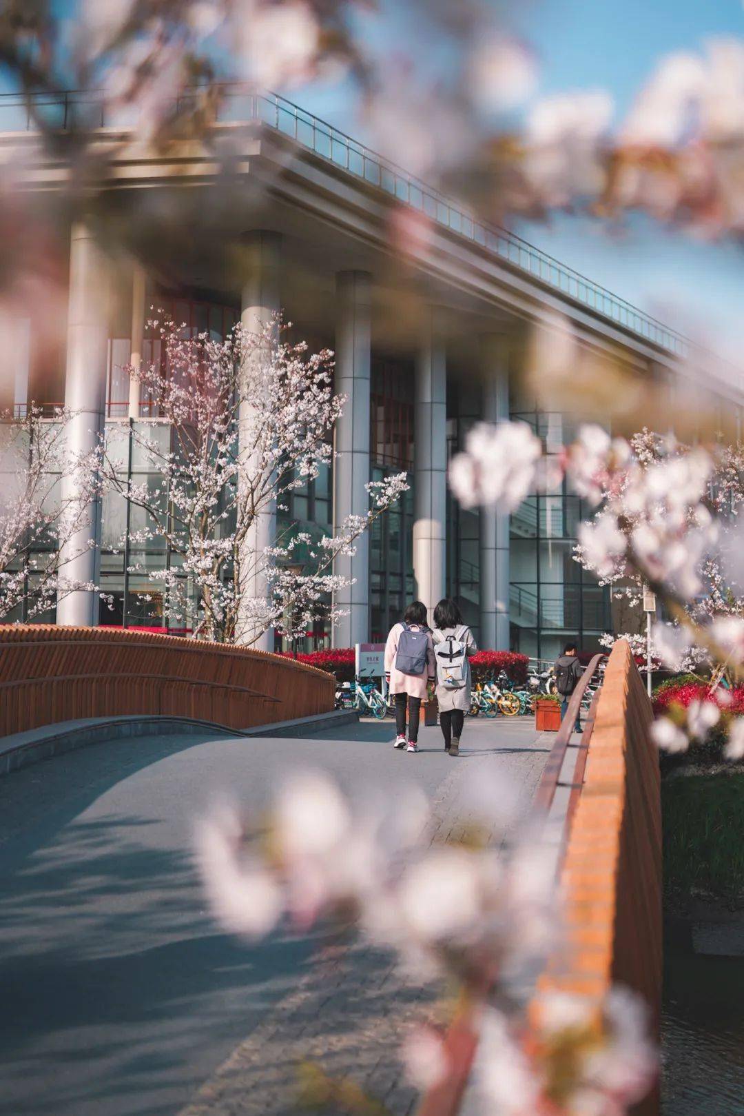 沪上39所高校樱花美图集锦来了