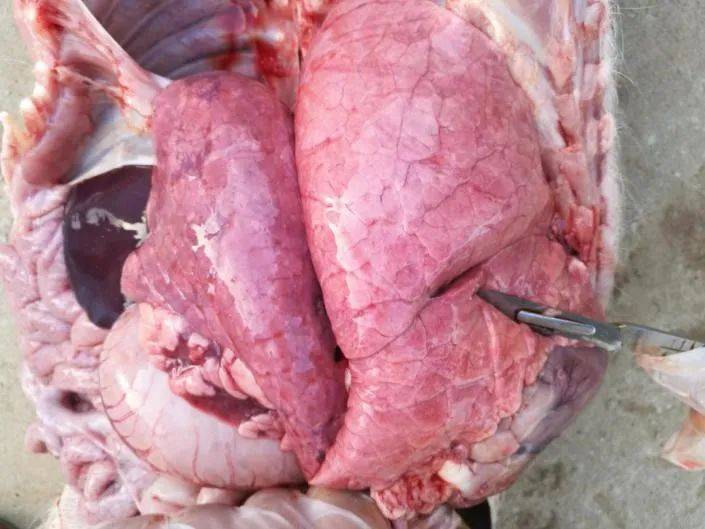 猪的肺部结构图图片