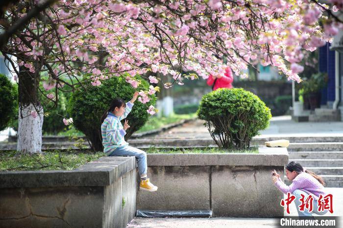 图为3月27日,贵州民族大学学生在盛开的樱花树下拍照 瞿宏伦 摄