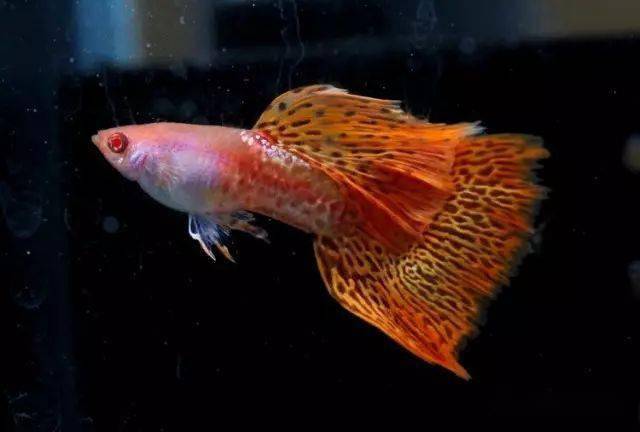 15种孔雀鱼品系图鉴颜值高品相佳