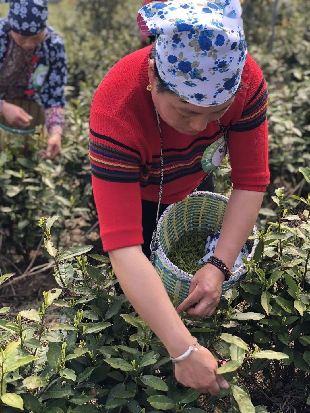 【陌上踏青品新茗 最是茶香沁人心】
