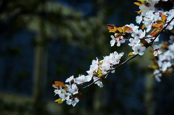 春鶯婉啼枯木逢春,萬木生芽此時此刻,陽氣升發紅黃粉紫,濃淡甜香明媚