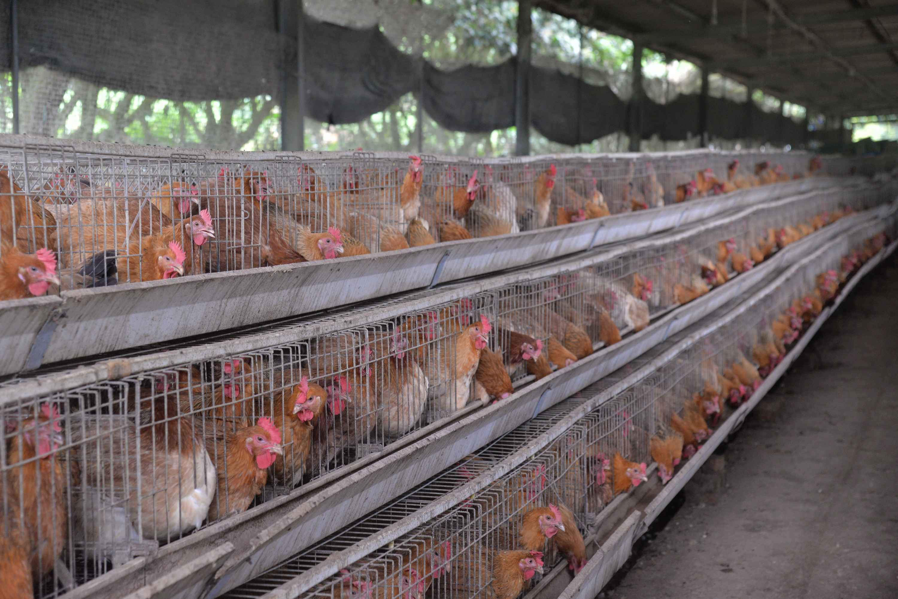 谈到如何养好鸡,王绥仕说:"第一要鸡苗好.