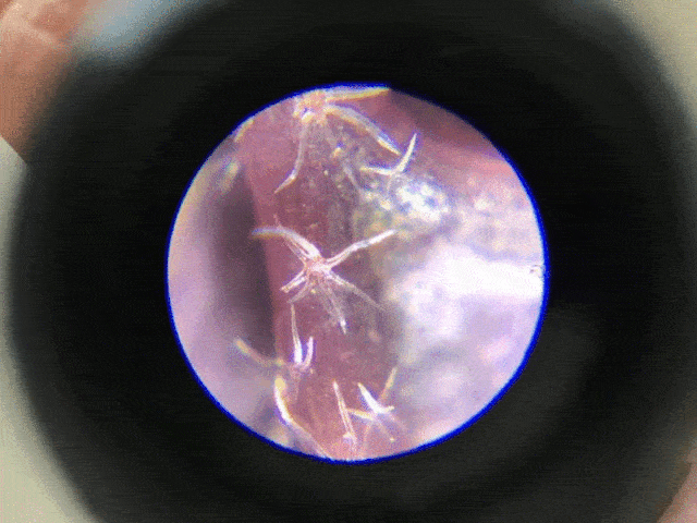 巴掌大的日本原装显微镜将世界放大120倍让孩子随时随地探索世界