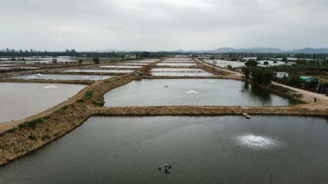 而很多养殖户认为土塘的优势就在于它不用排污,便于管理,但在采访中