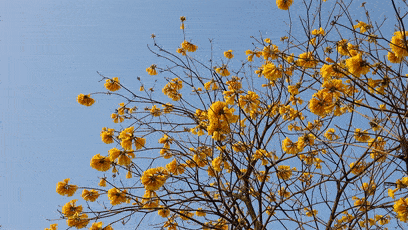 这里的黄花风铃木惊艳绽放，花期短暂，快来打卡！