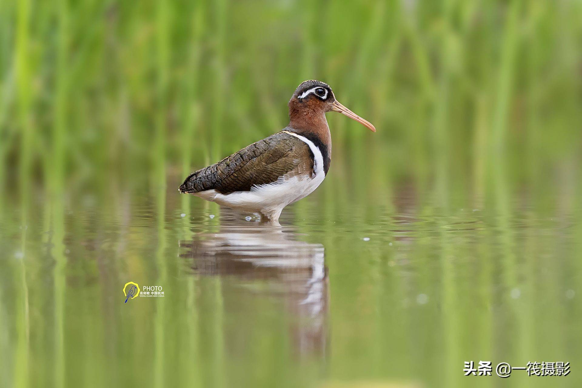 彩鹬春天里的追逐杭州翁剑敏摄影