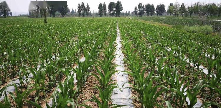 推广应用玉米膜侧播种需要掌握哪些技术要领