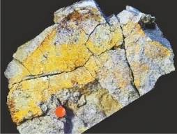 古生物|他把武汉鱼类历史提前了约200万年
