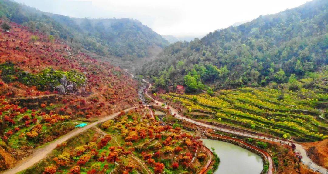 大荆镇桐阳村红叶园图片