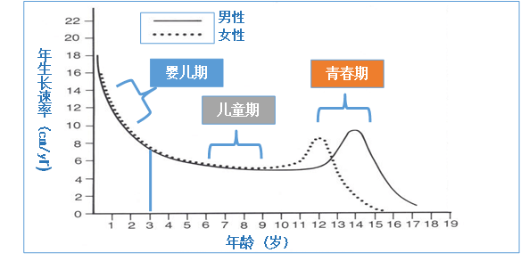 青春期:第二个生长高峰,以生长激素轴和性腺轴共同调控.