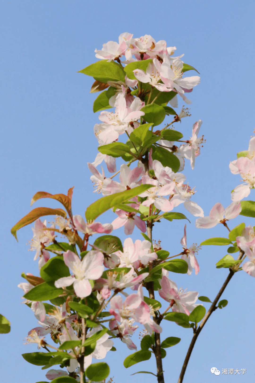 一同看看扁竹兰,迎春花,桃花……趁阳光和煦扑面而来夹杂着暄暖的春风