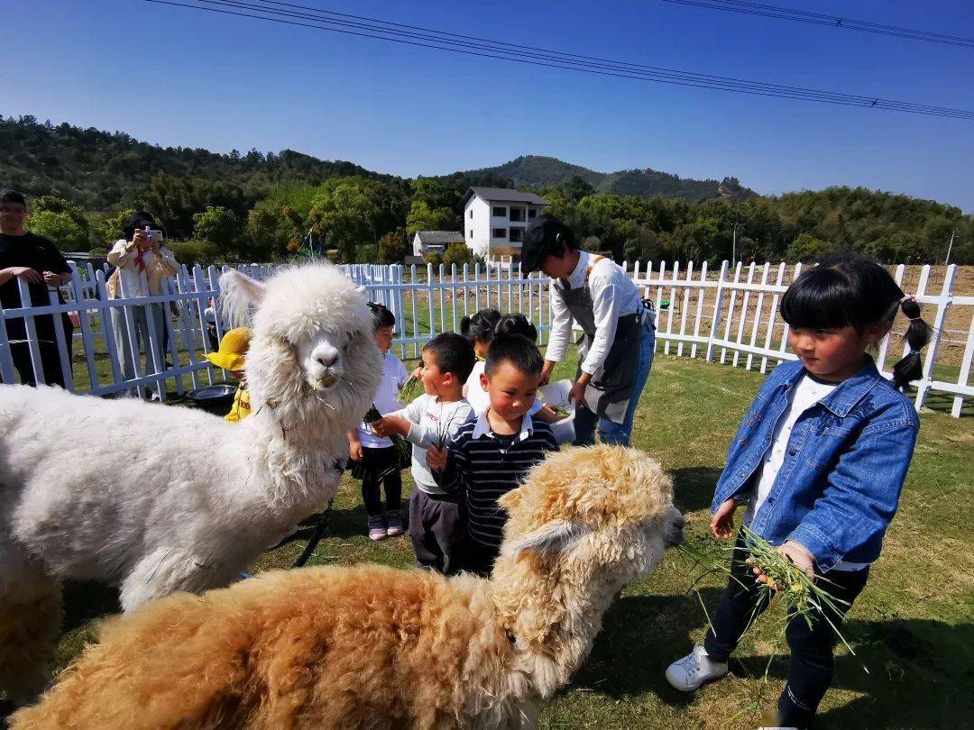 你看那儿有只羊驼在遛一群人