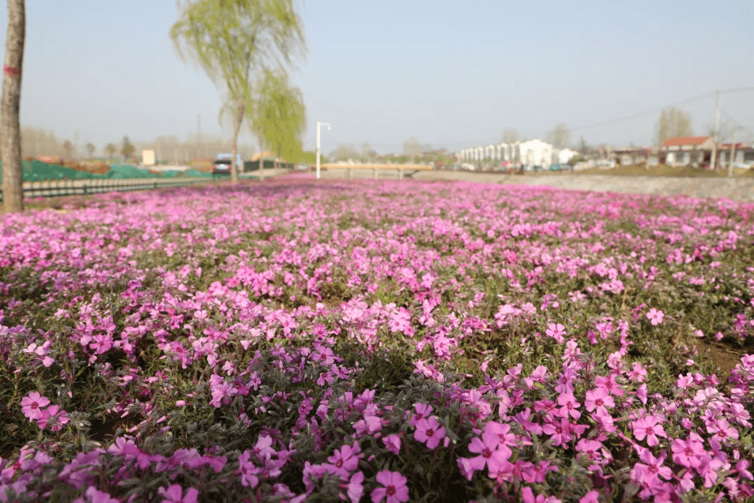 画卷山亭 紫英花开成海十里繁花春意浓 紫红色