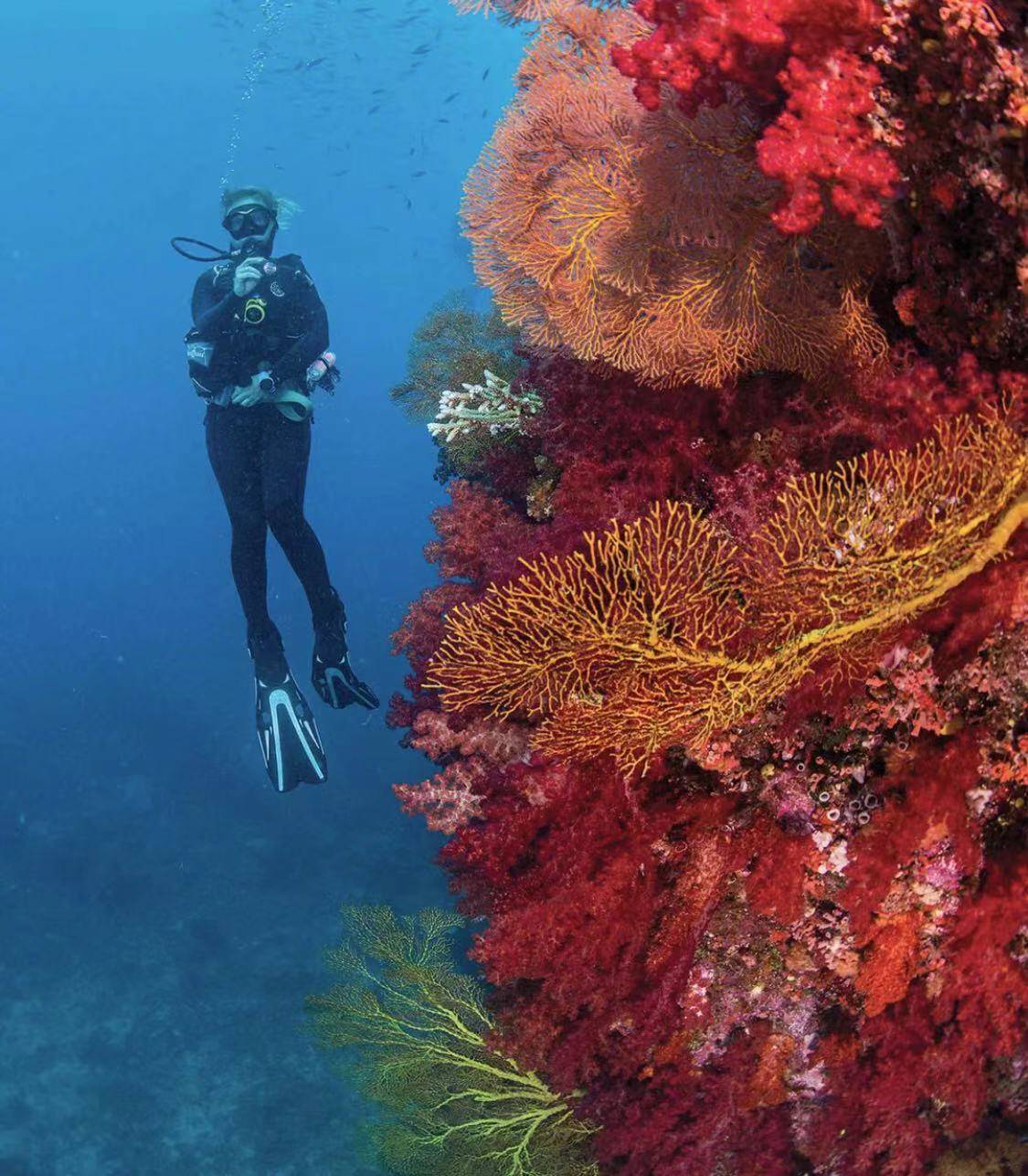 云游四方｜潜入迷人的珊瑚世界，加入惊险刺激的“海底总动员”_斐济