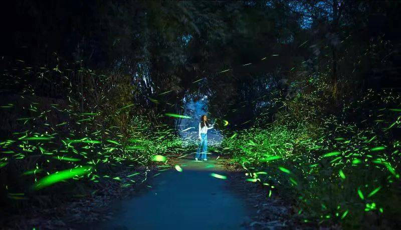 快带上孩子来绿心萤火虫生态之境置身于童话森林之中感受数十万萤火虫