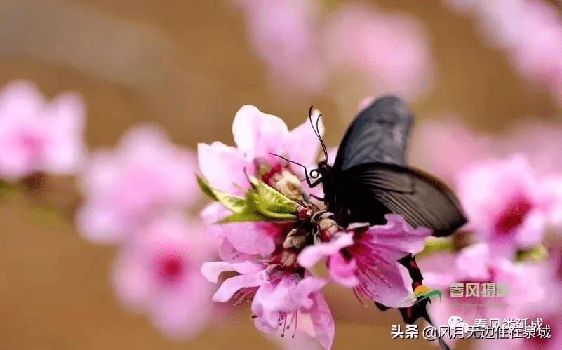 桃花始盛開蝴蝶又飛來