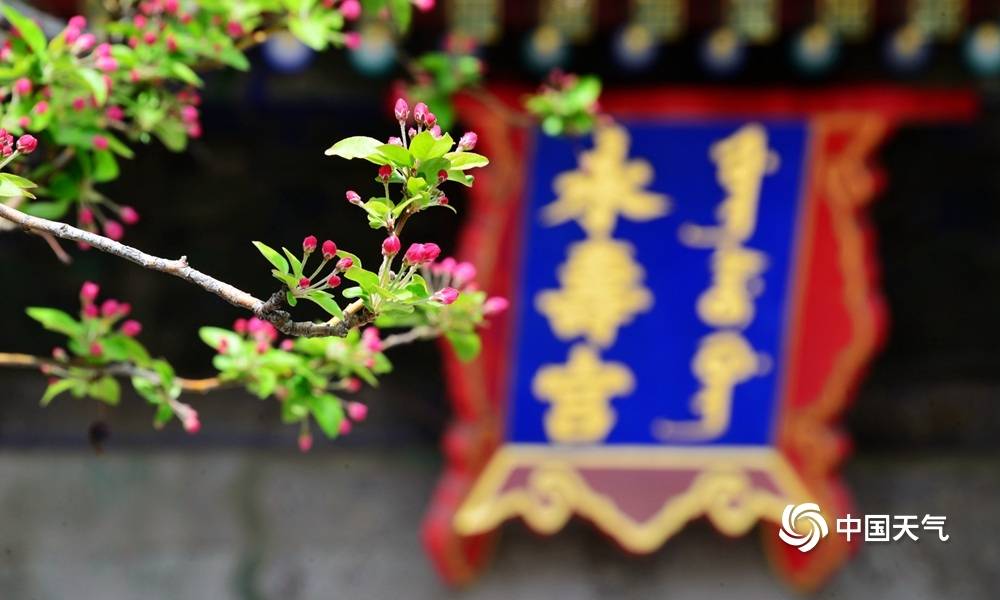 北京故宫花儿争春 红墙砖瓦更显静谧