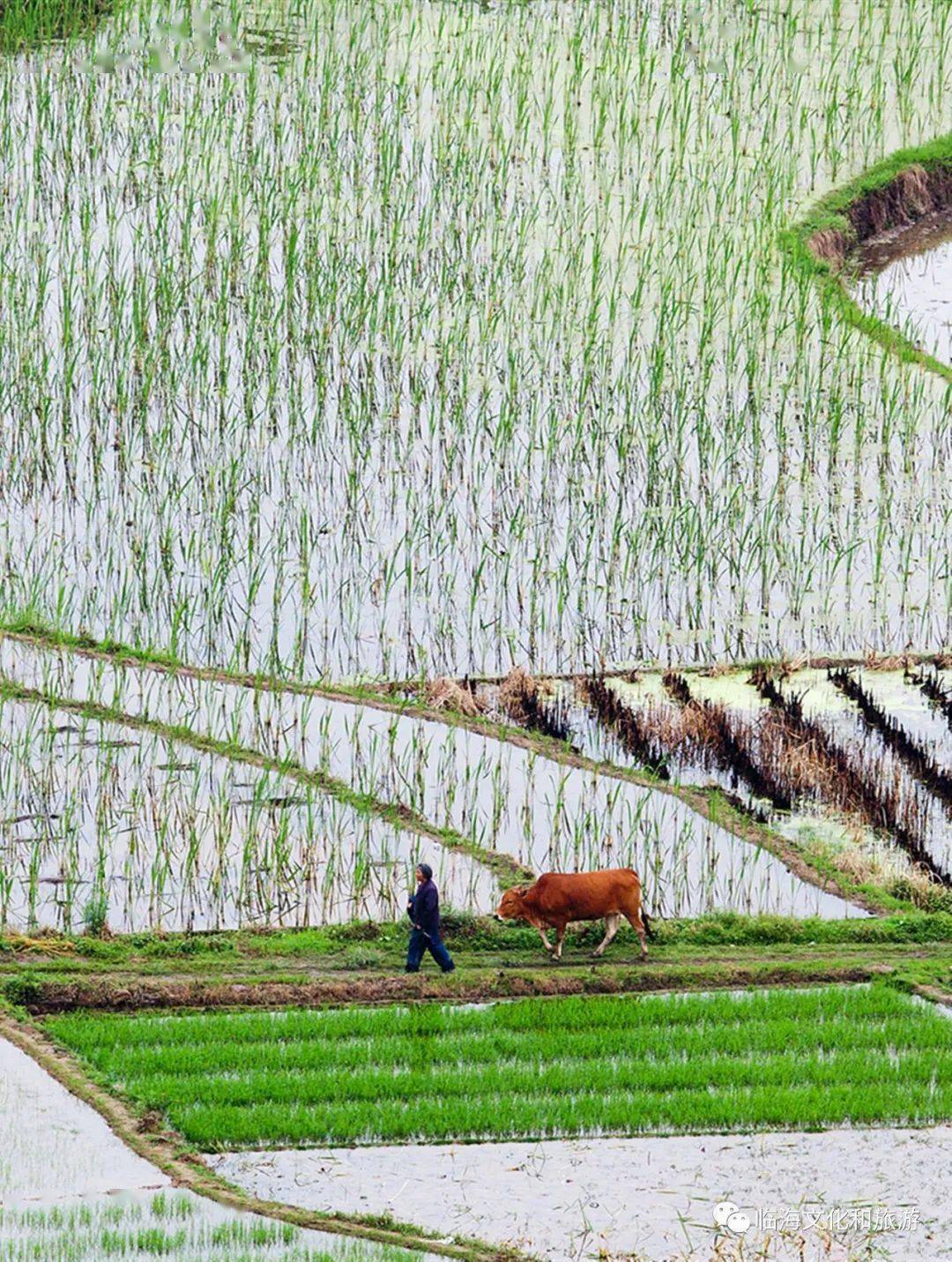 春耕进行时~春天的田园有多美,来临海看一看就知道了