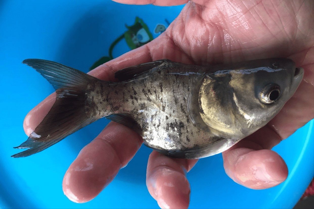 剁椒鱼头只用了鱼头 鱼身到底去了哪儿 年老厨师来告诉你 处理