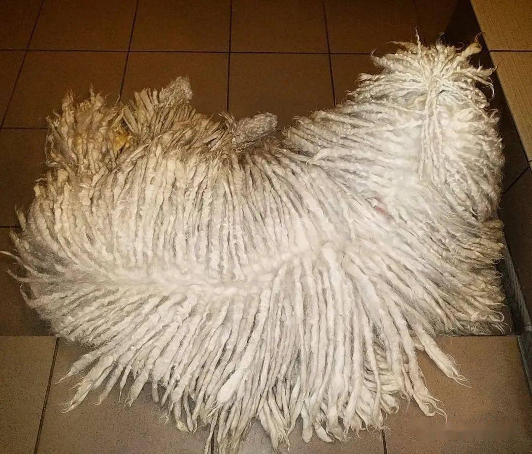 地拖狗全身毛发打结怀疑被主人虐待真实身份曝光后才恍然大悟