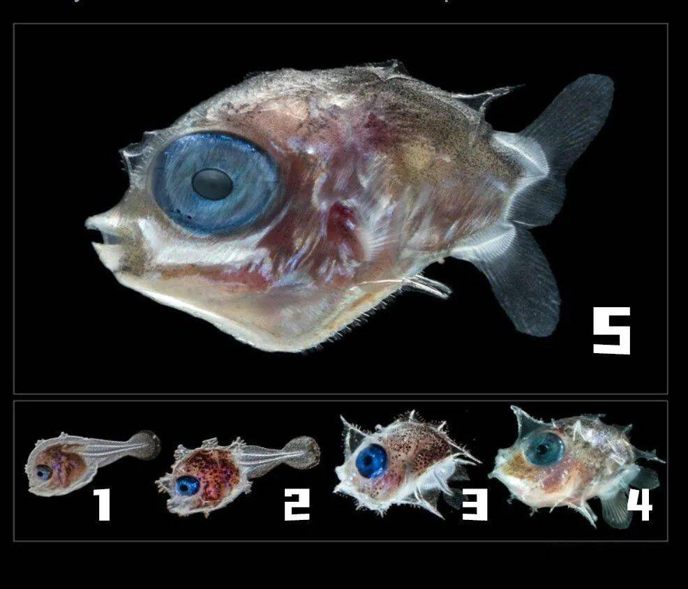 翻车鱼被海星吃了?_mola