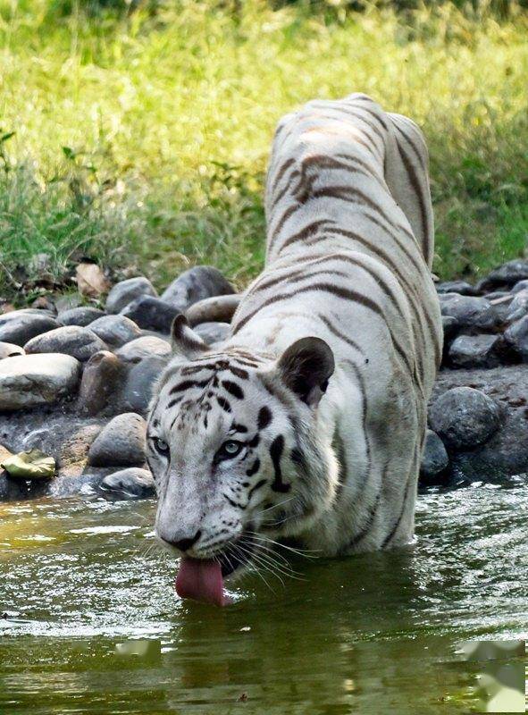 热热热印度加尔各答高温38度白虎戏水消暑