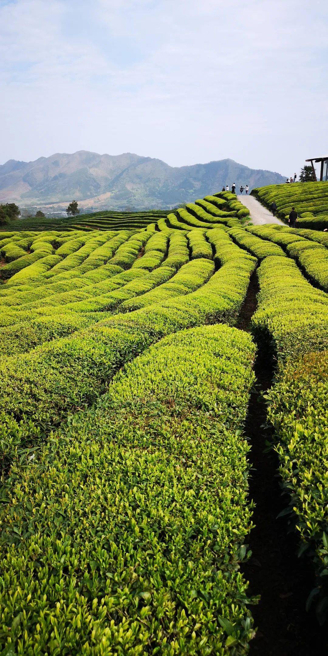 【美景欣赏】高山云雾茶中仙——仿若空中的路西茶园