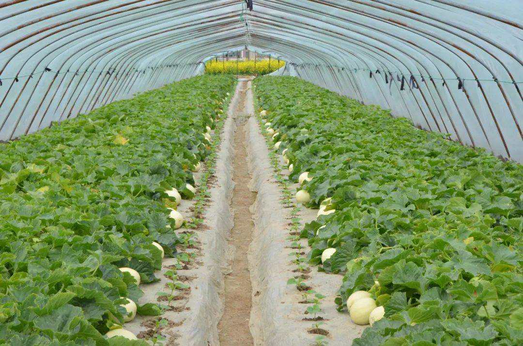 南汇甜瓜上市,小布送福利_种植