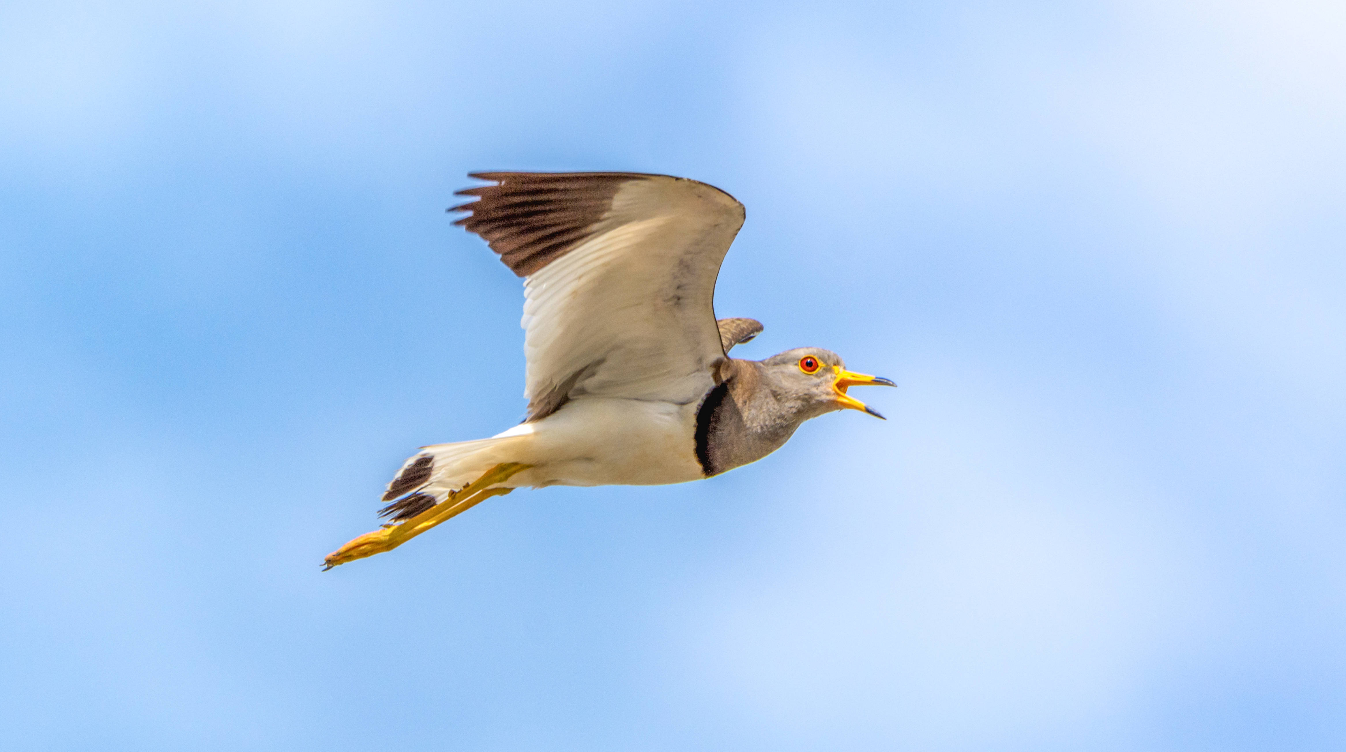 國際愛鳥日 | 一隻鳥的獨白_視覺