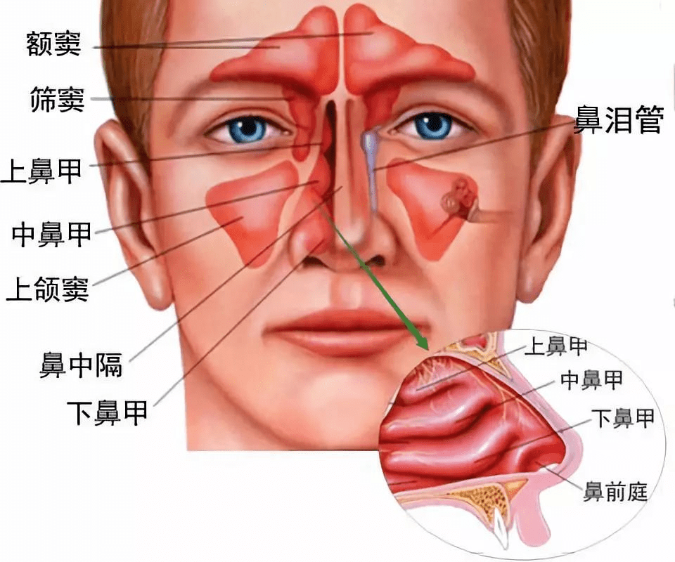 鼻粘膜在哪个位置图片图片