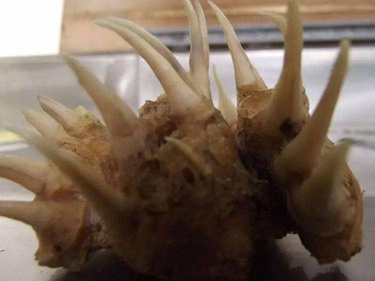 翻车鱼被海星吃了?