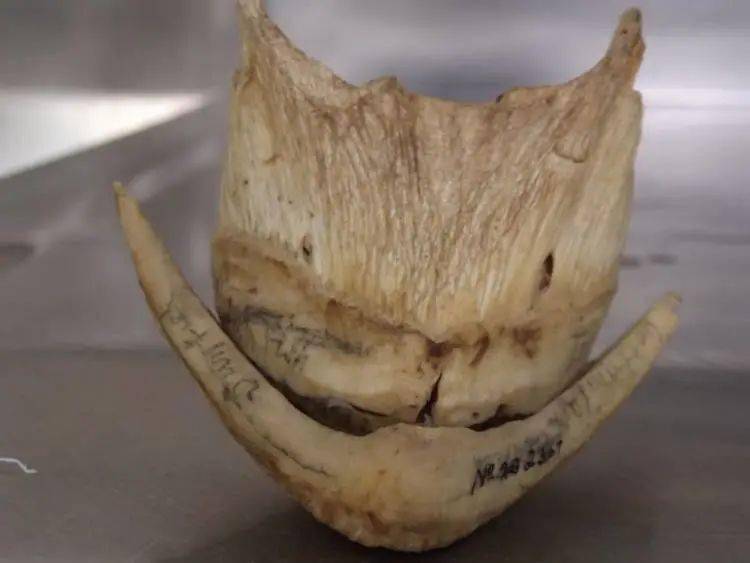 翻车鱼被海星吃了?