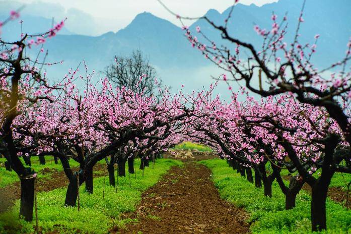 春游赏花有去处 陕西发布12条春季休闲农业和乡村游精品线路