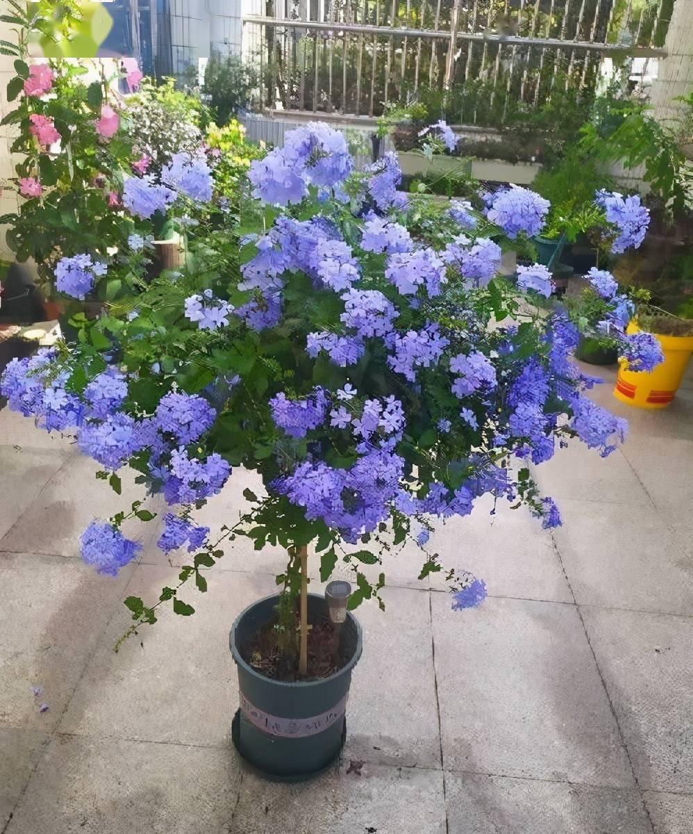 把蓝雪花养成棒棒糖只需2招株型漂亮开花多非常有特点