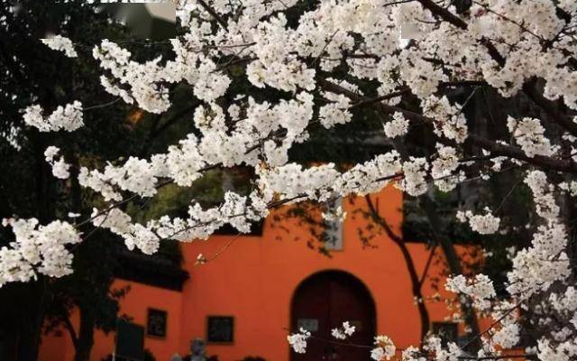 清明小长假赏樱成热门 京东运动多款樱花系产品大受欢迎