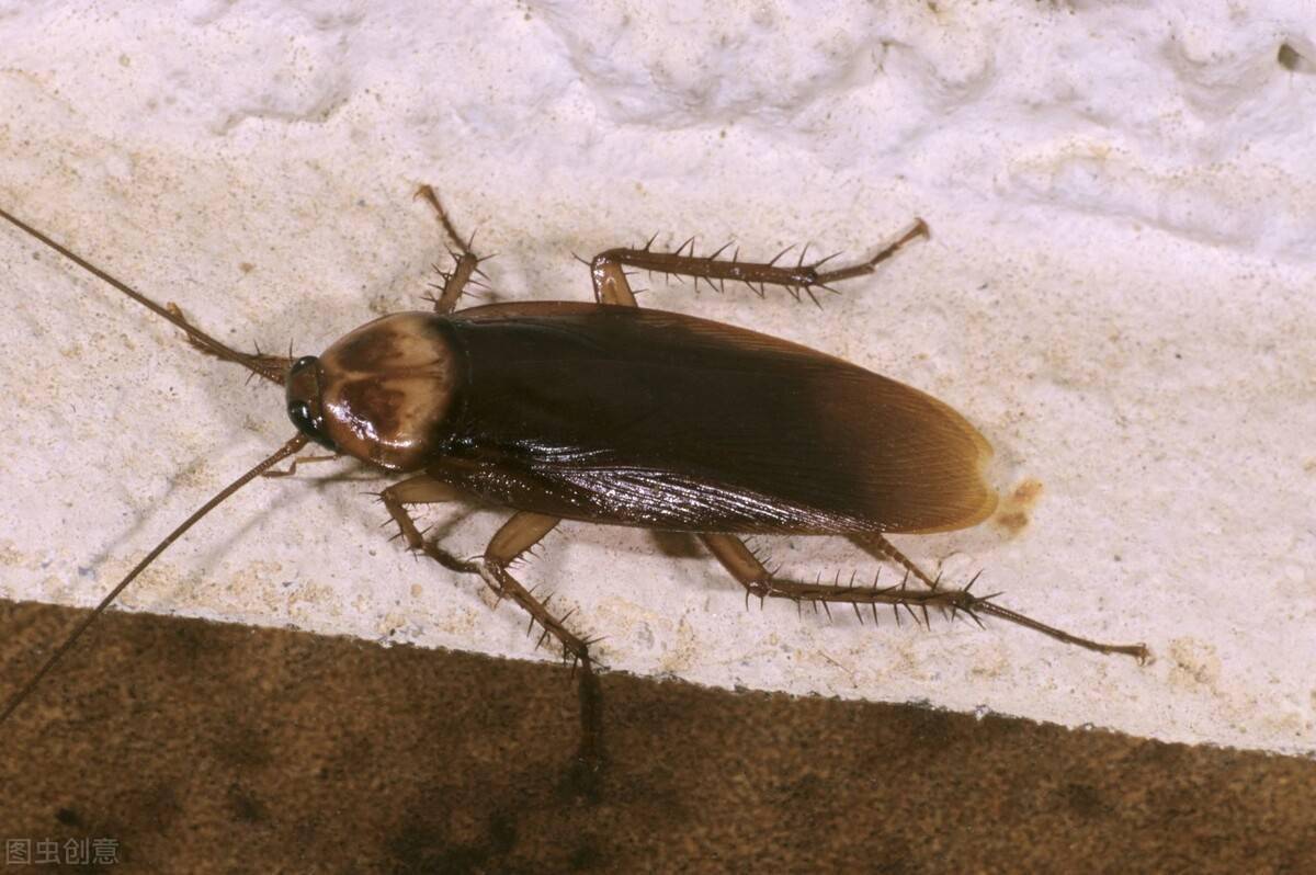 蟑螂北方 常见图片